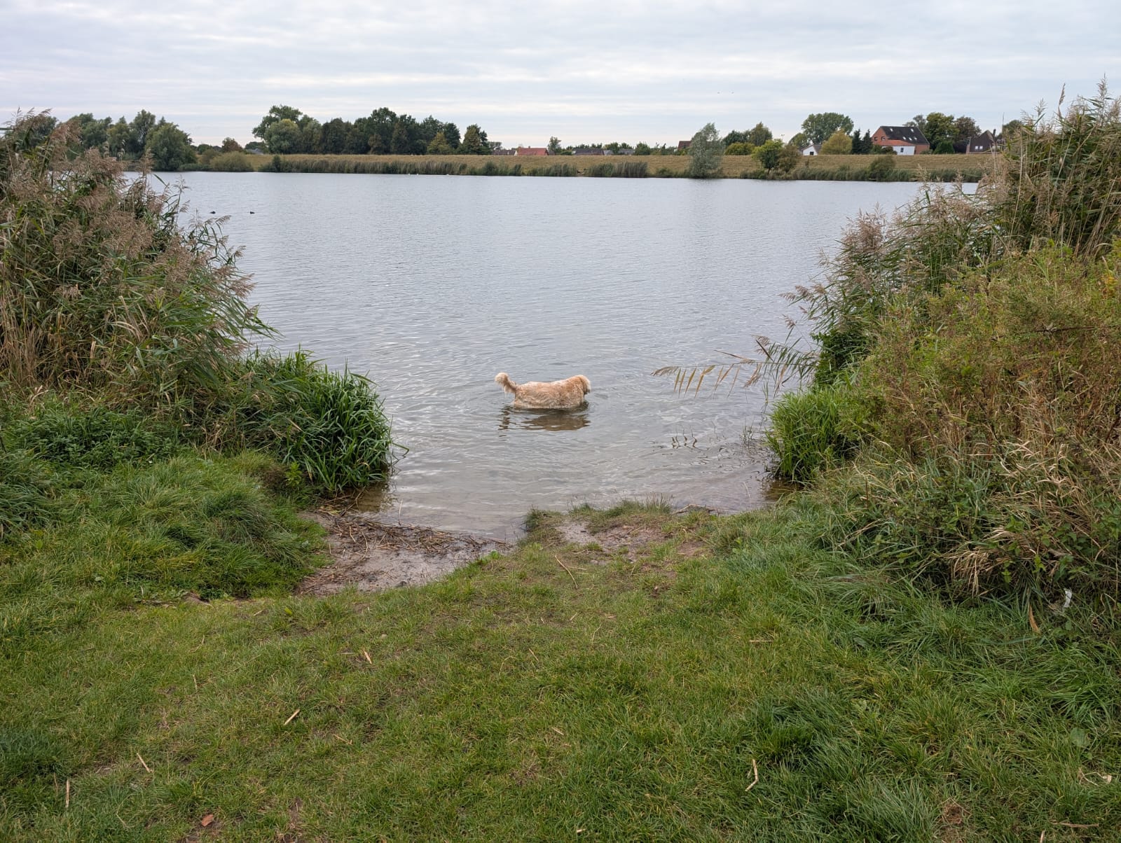 Golden-Retriever-Bremen