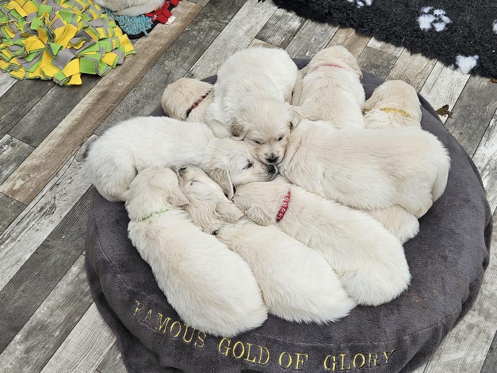 Golden-Retriever-Bremen
