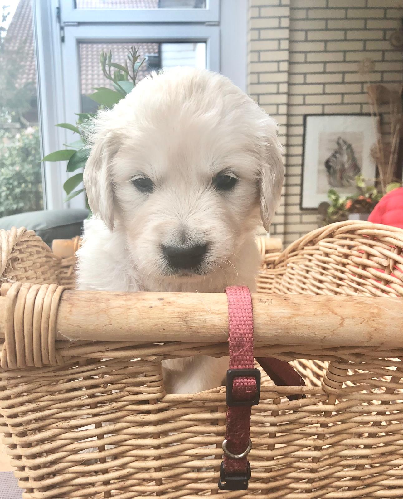 Golden-Retriever-Bremen