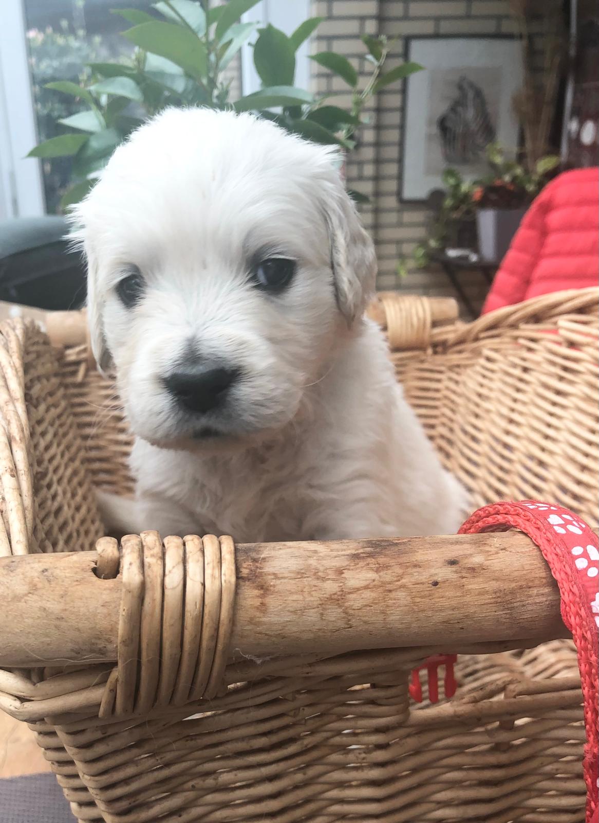 Golden-Retriever-Bremen