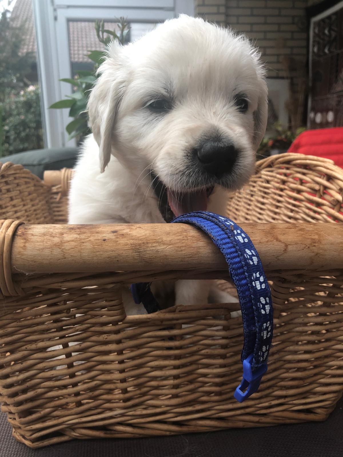 Golden-Retriever-Bremen