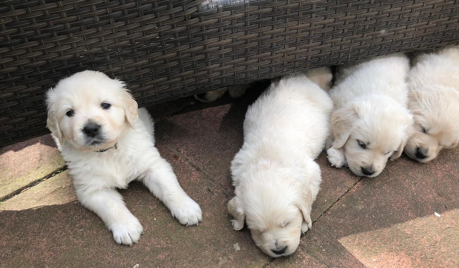 Golden-Retriever-Bremen