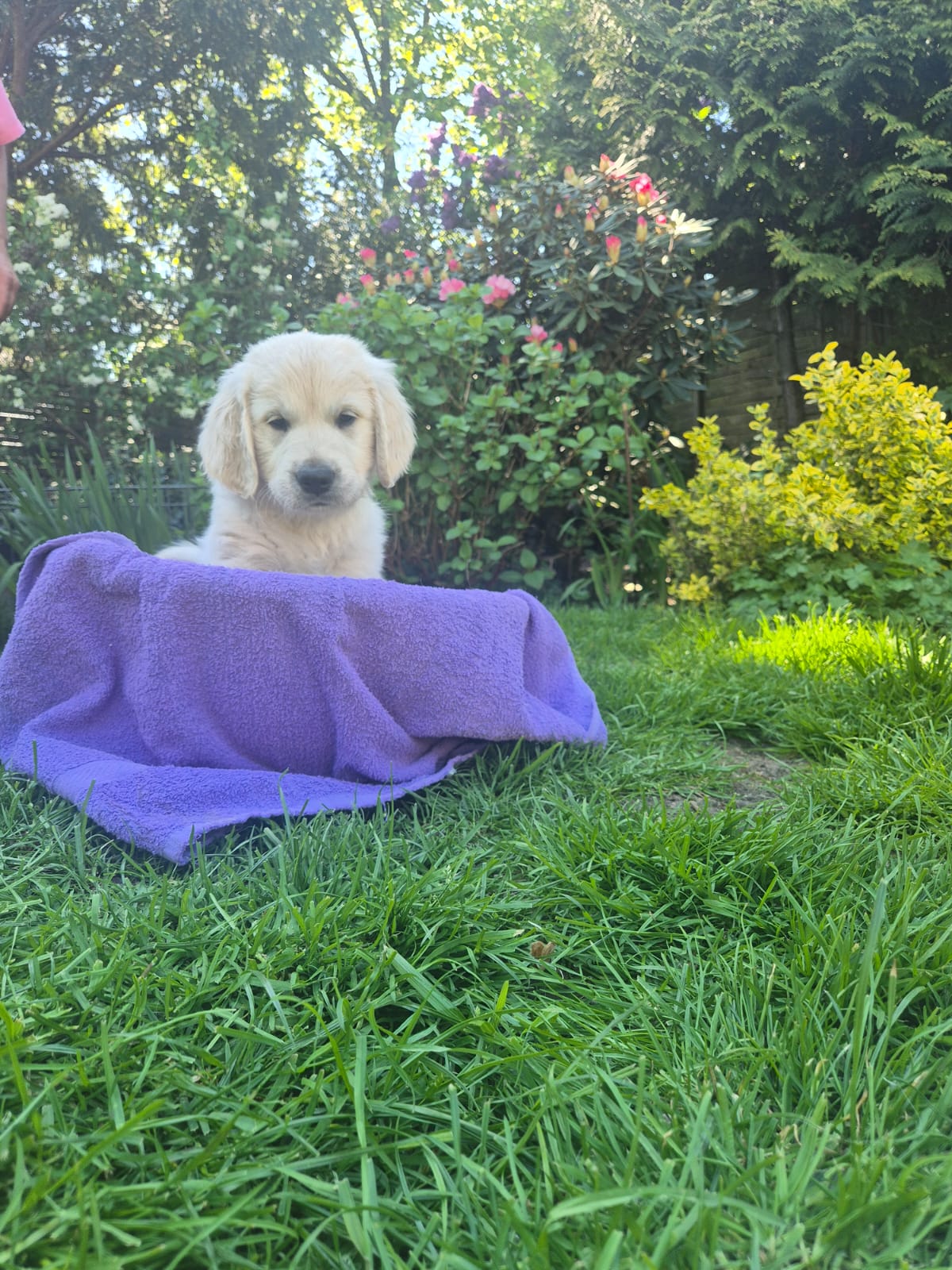 Golden-Retriever-Bremen