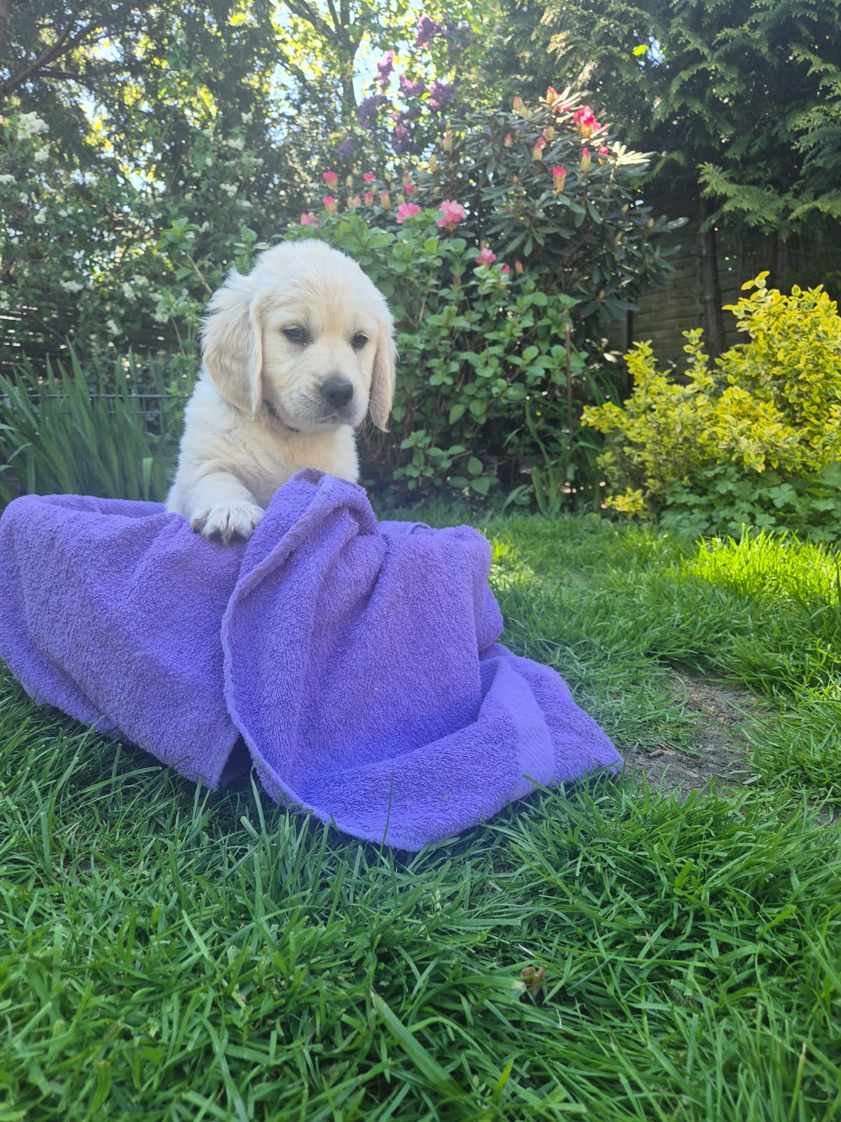 Golden-Retriever-Bremen