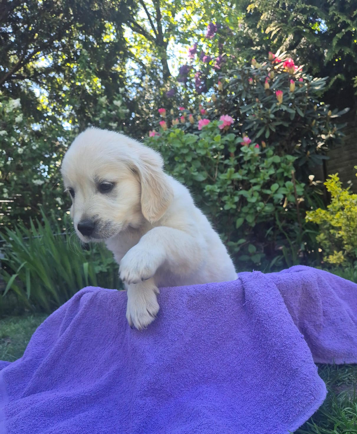Golden-Retriever-Bremen