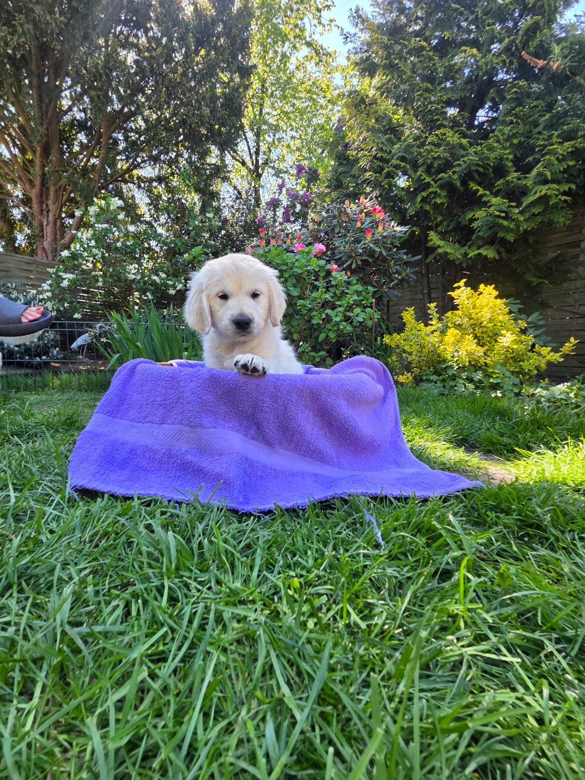 Golden-Retriever-Bremen