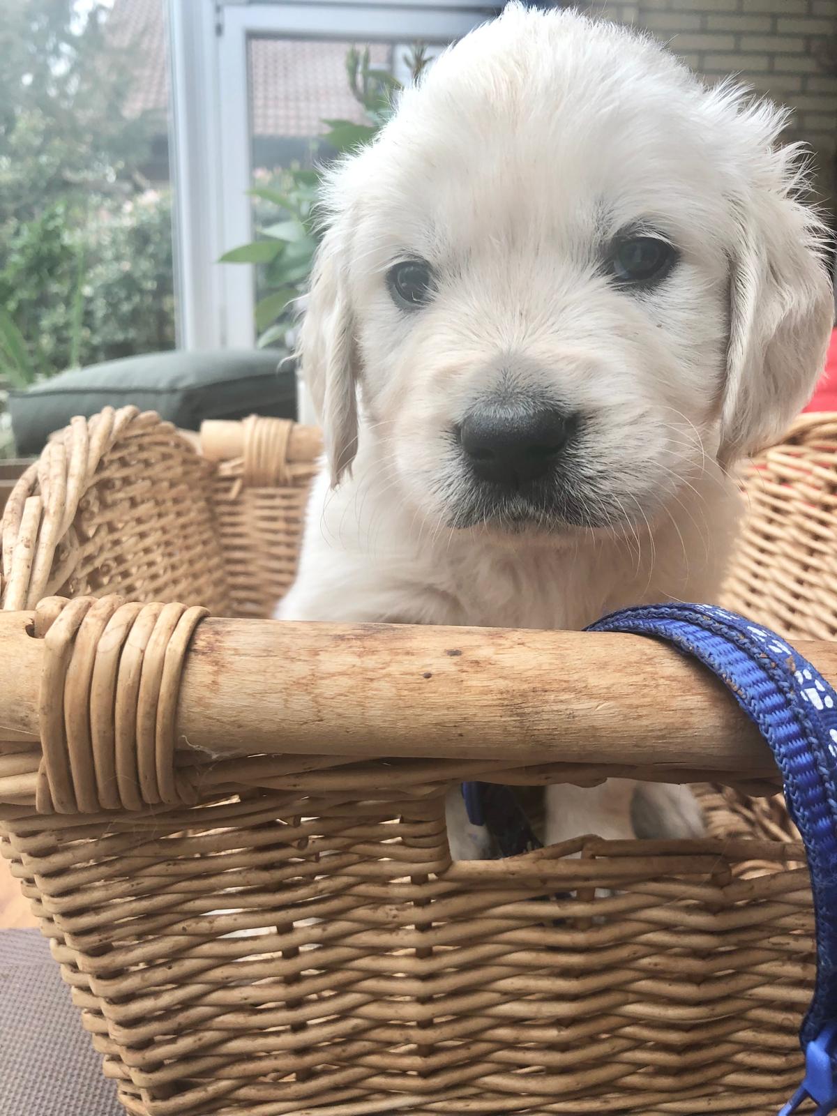 Golden-Retriever-Bremen