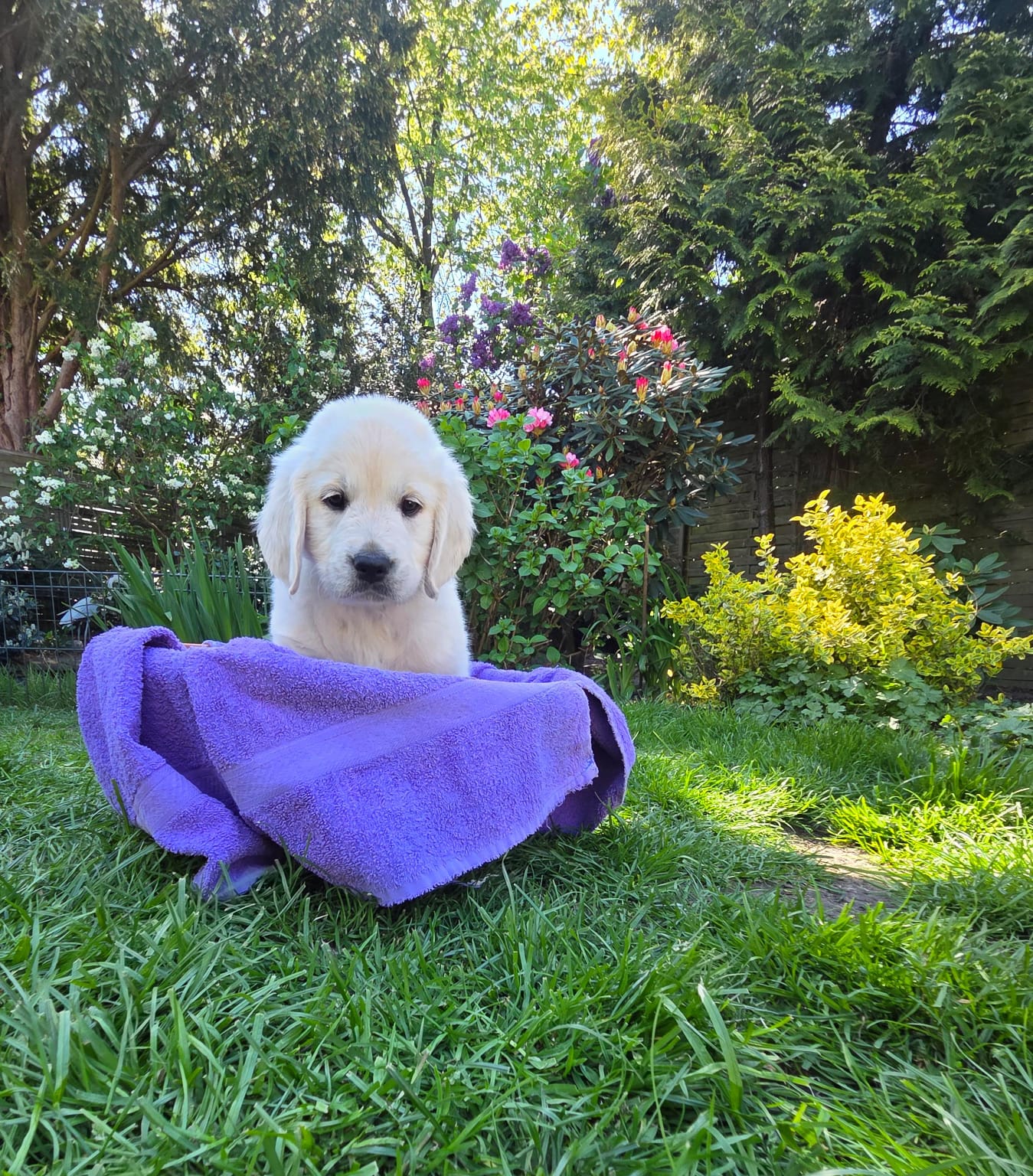 Golden-Retriever-Bremen