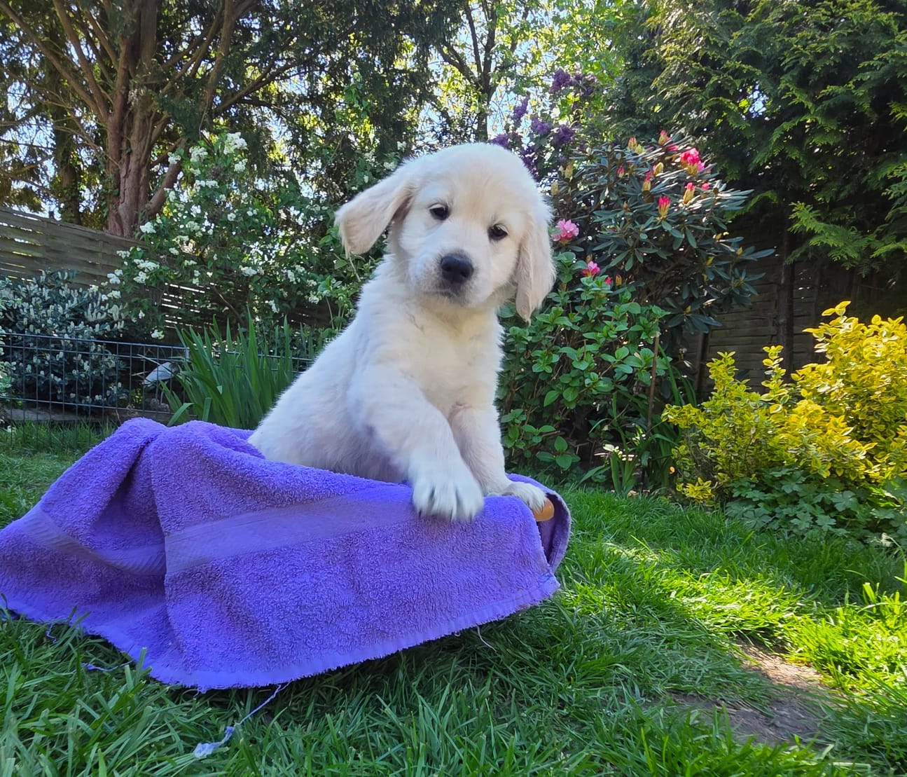 Golden-Retriever-Bremen