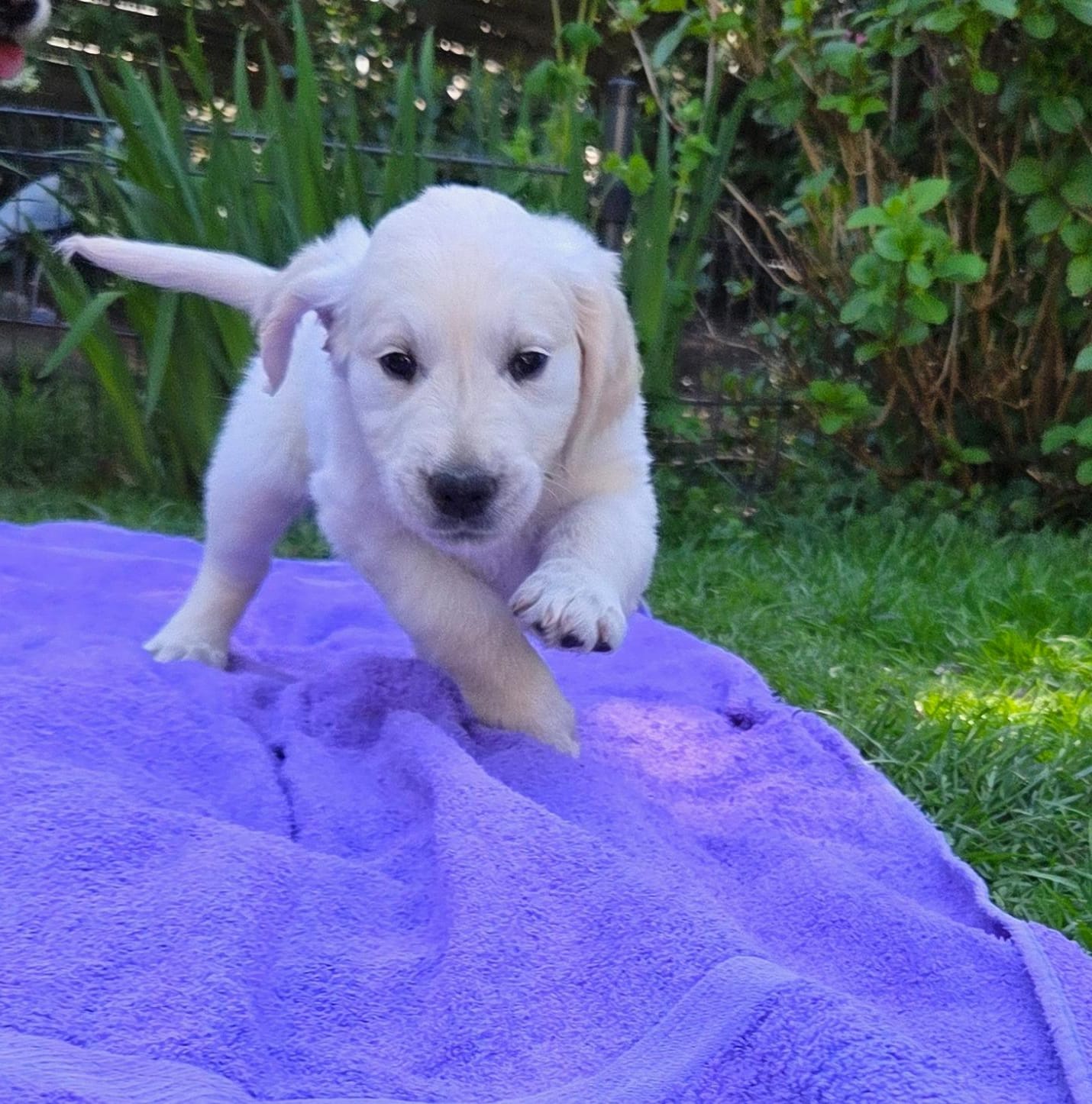 Golden-Retriever-Bremen