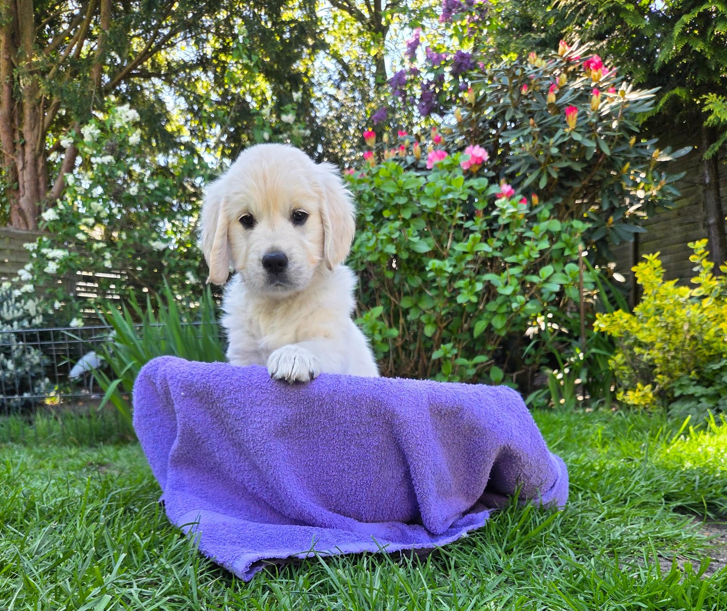 Golden-Retriever-Bremen