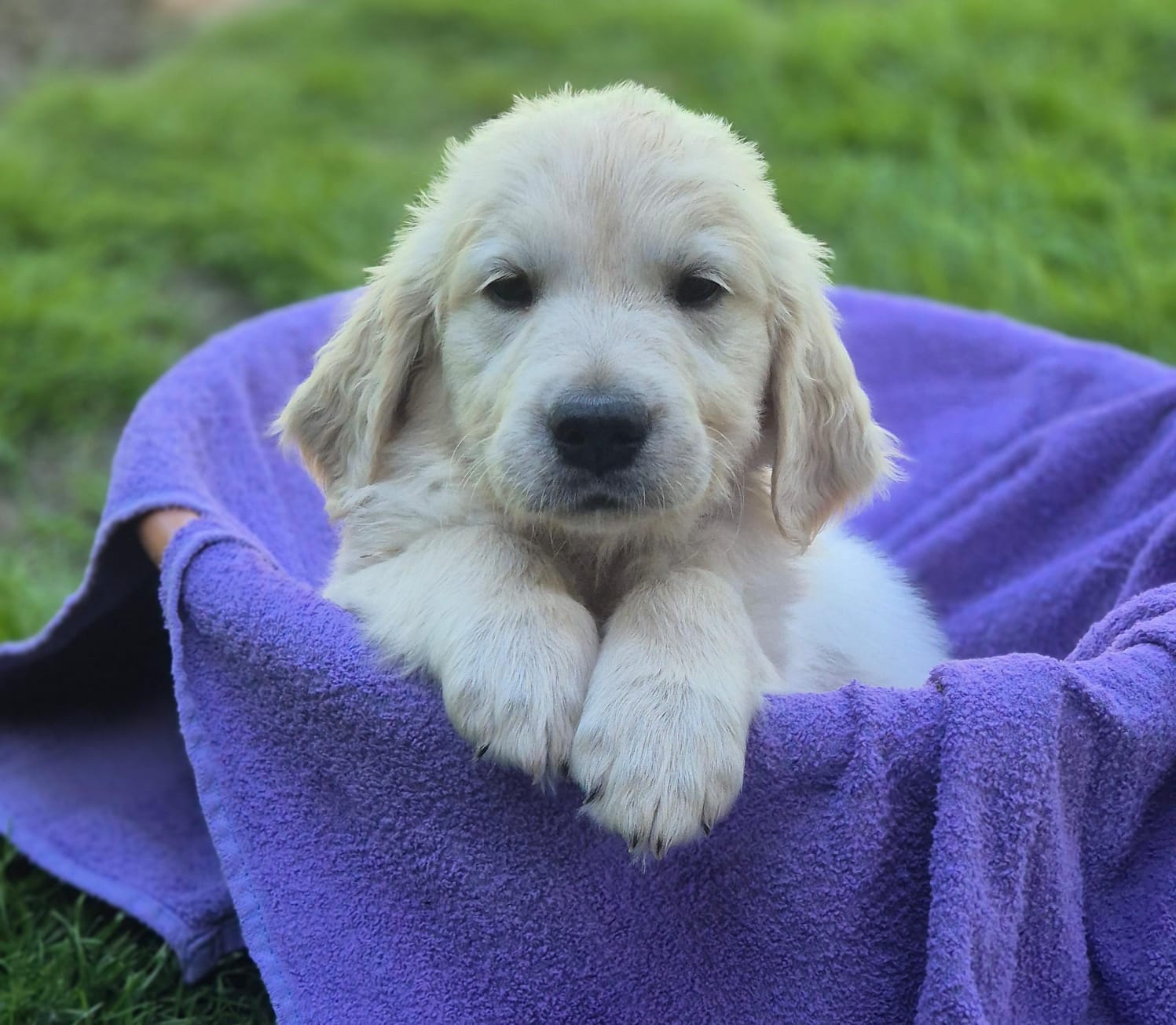 Golden-Retriever-Bremen