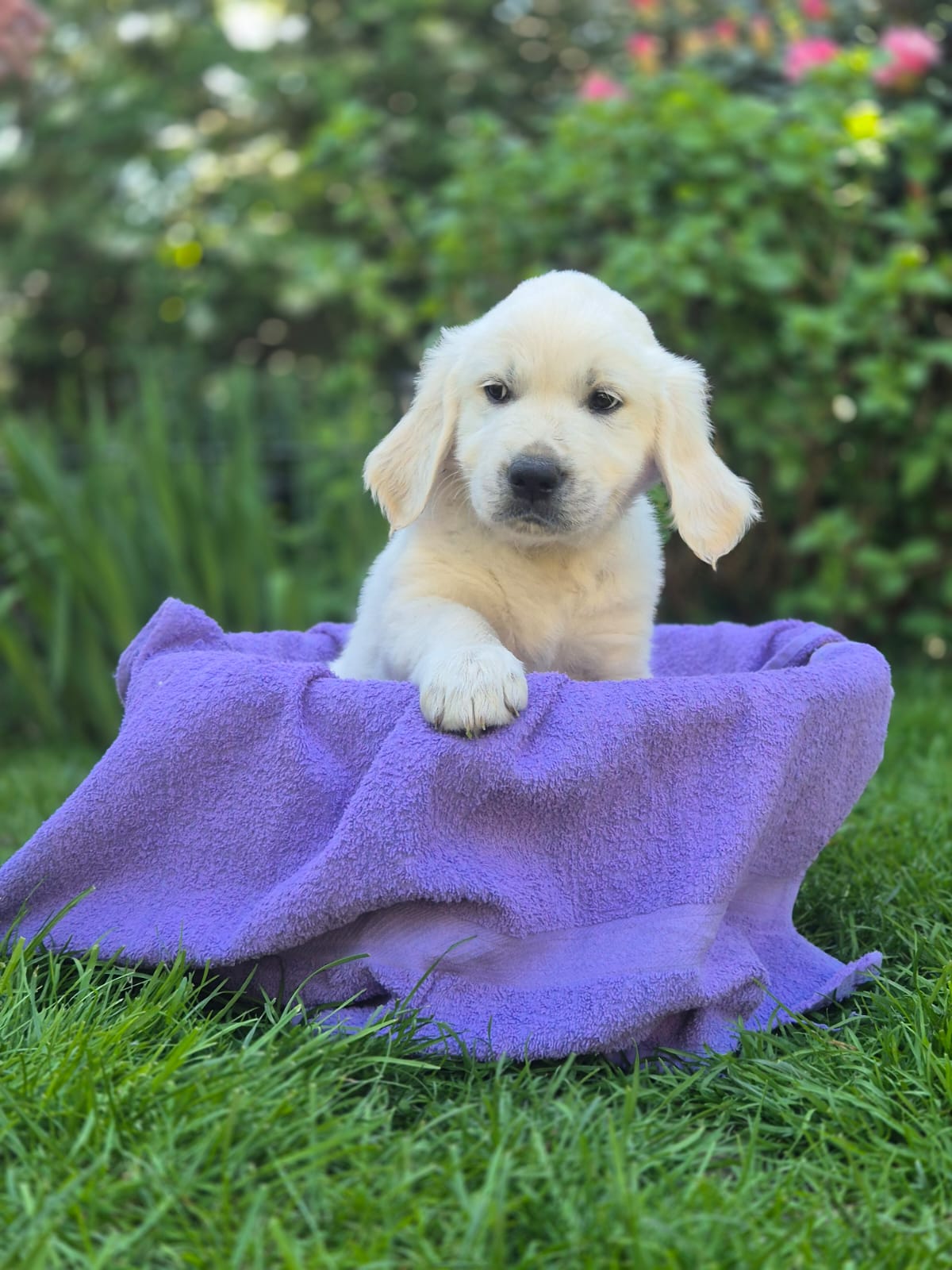 Golden-Retriever-Bremen