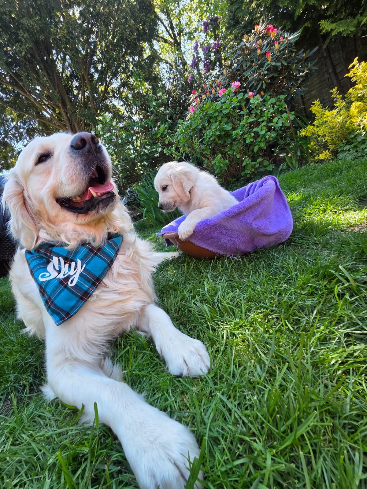 Golden-Retriever-Bremen