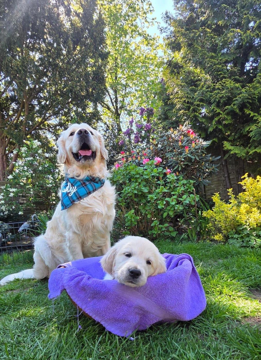 Golden-Retriever-Bremen
