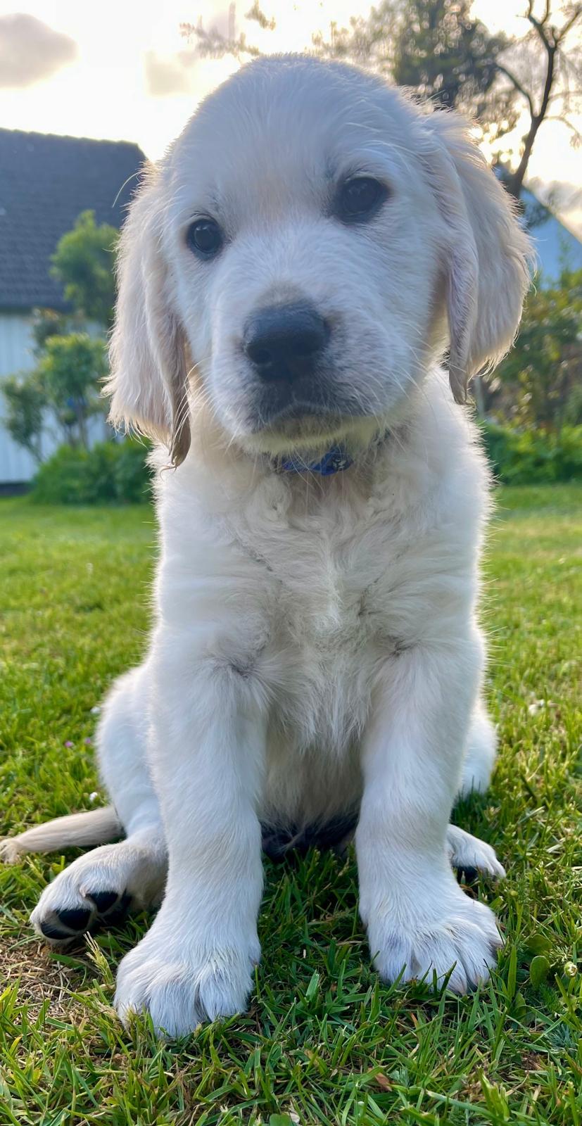 Golden-Retriever-Bremen