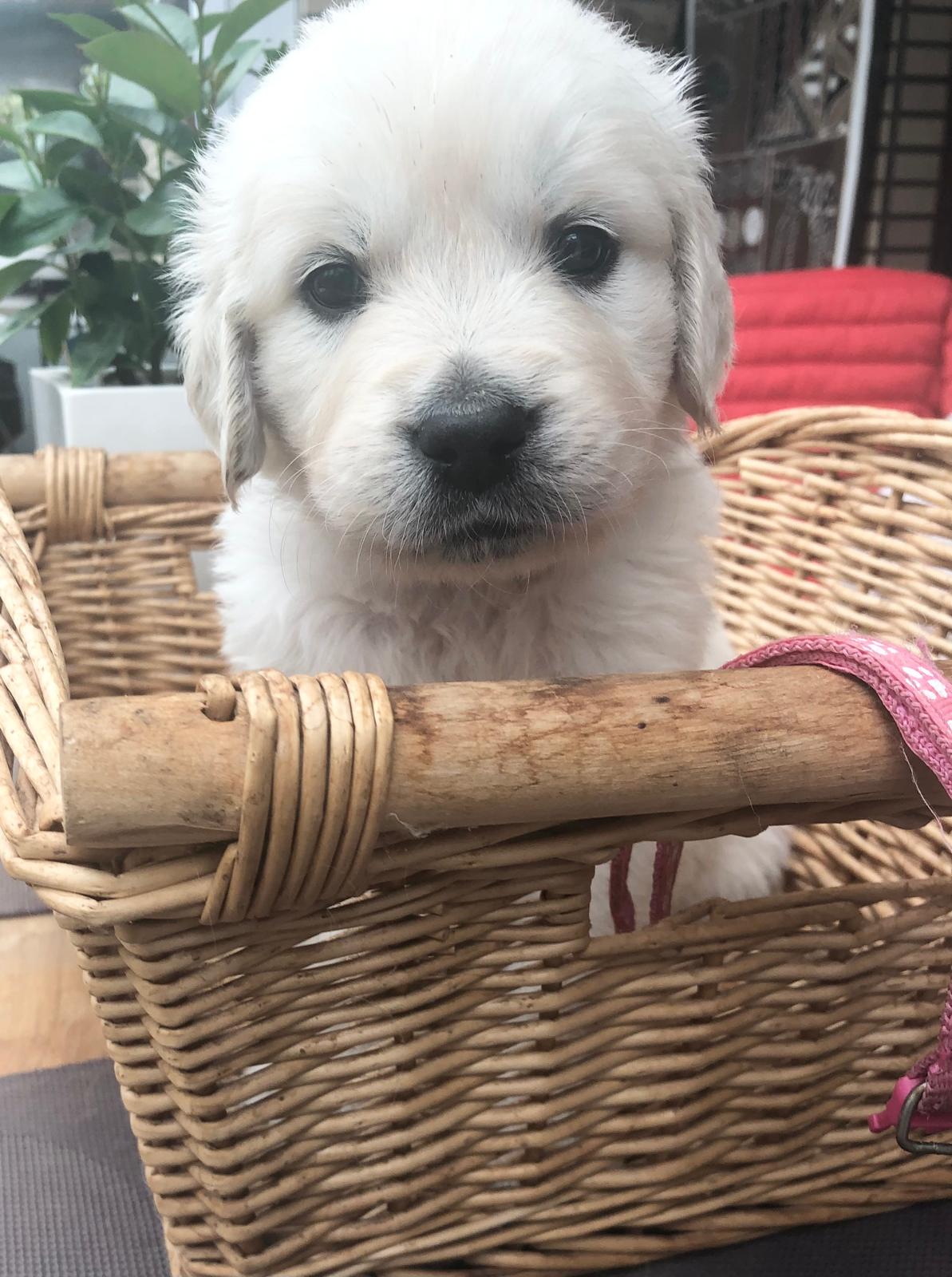 Golden-Retriever-Bremen