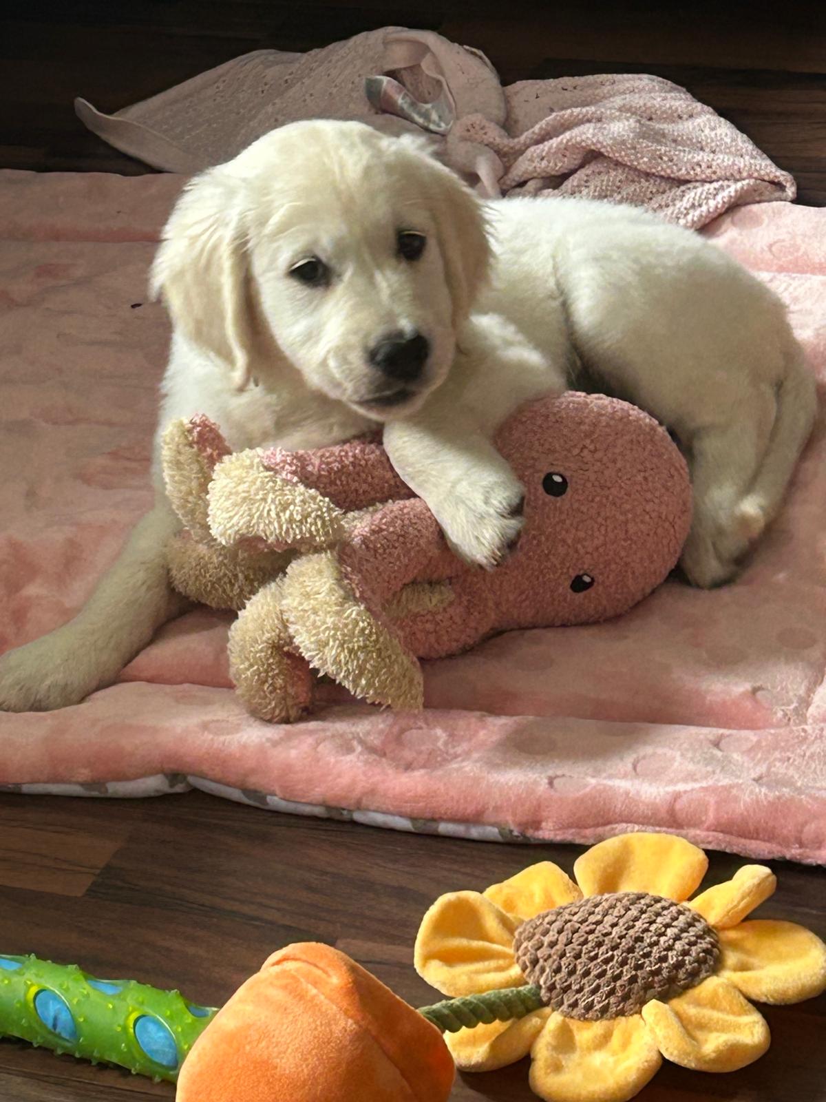 Golden-Retriever-Bremen