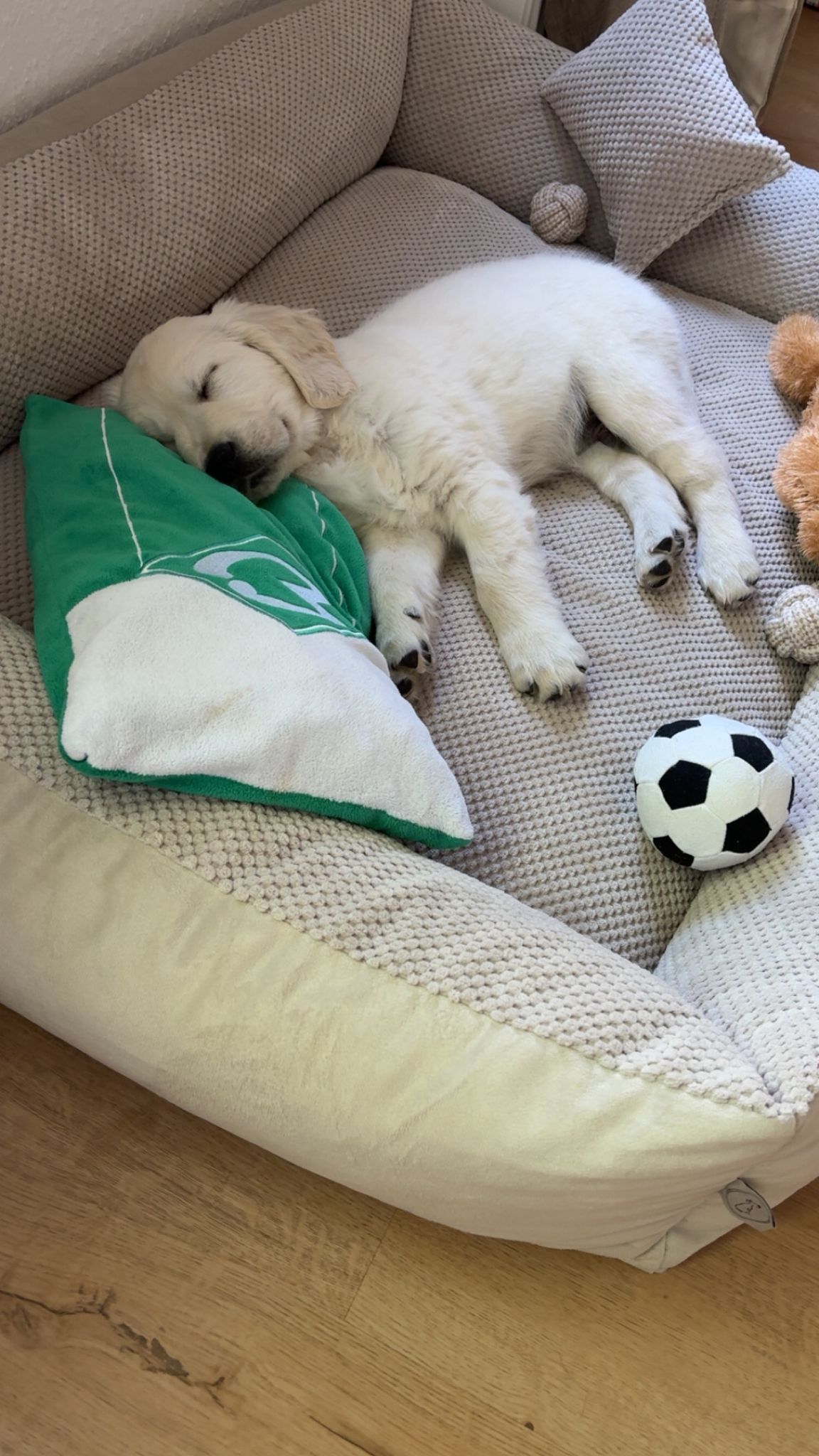 Golden-Retriever-Bremen