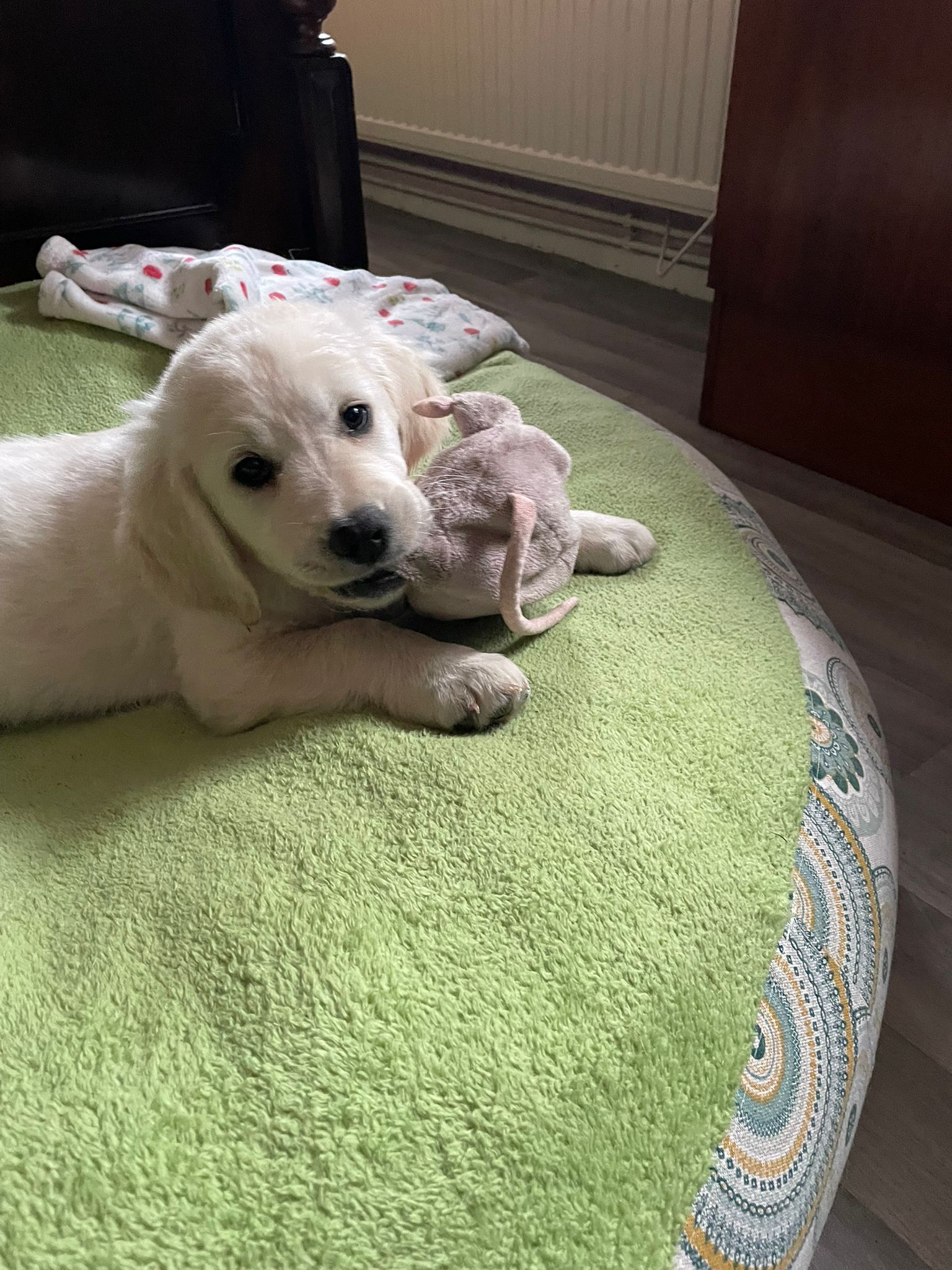 Golden-Retriever-Bremen