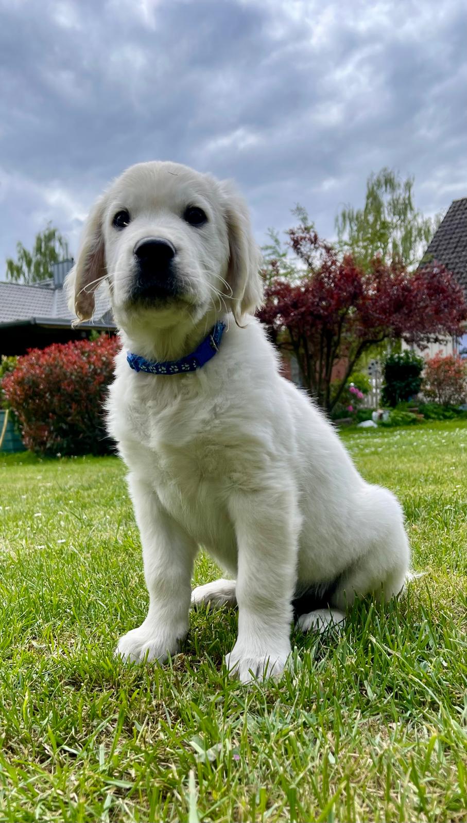 Golden-Retriever-Bremen