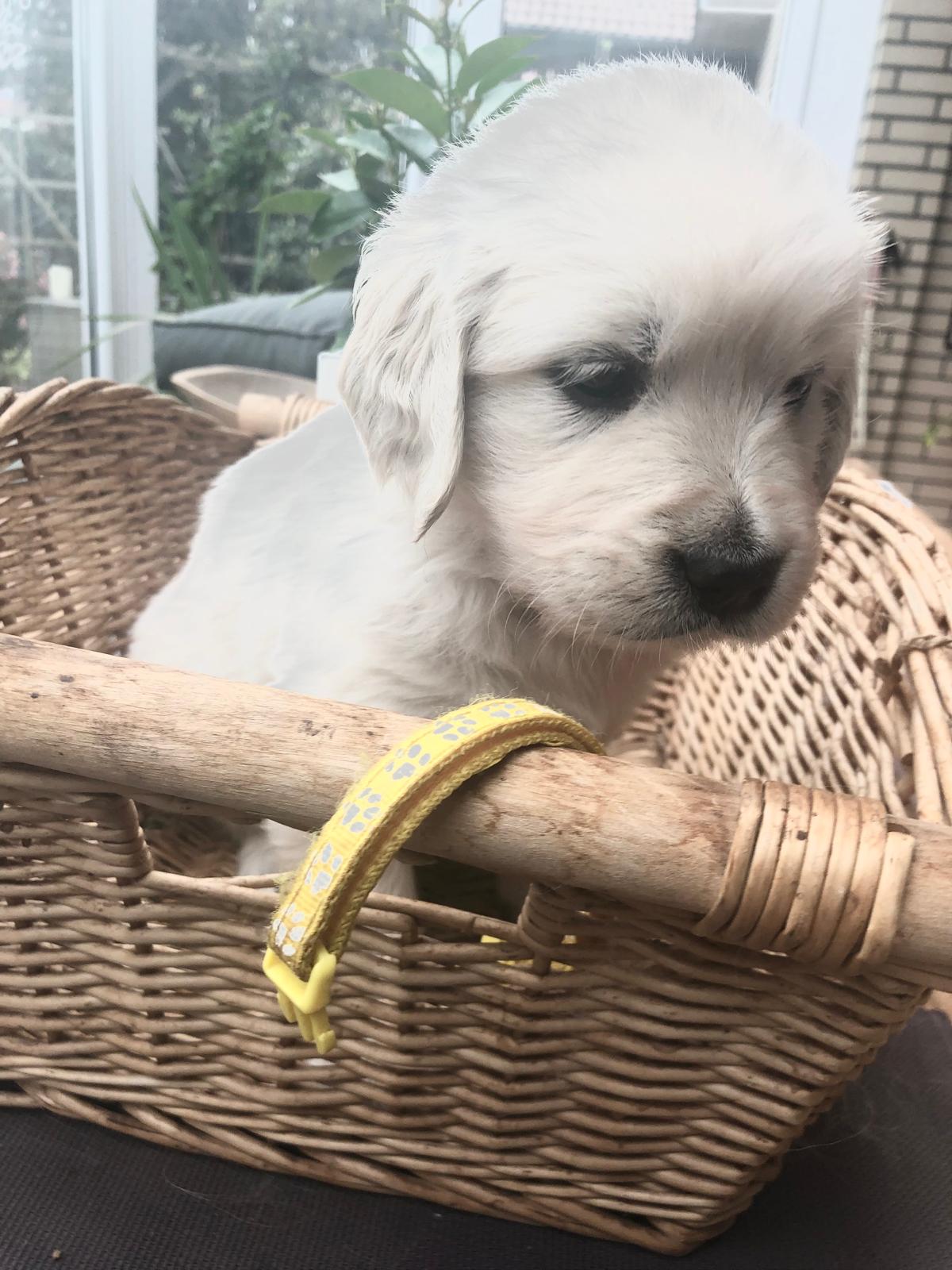 Golden-Retriever-Bremen