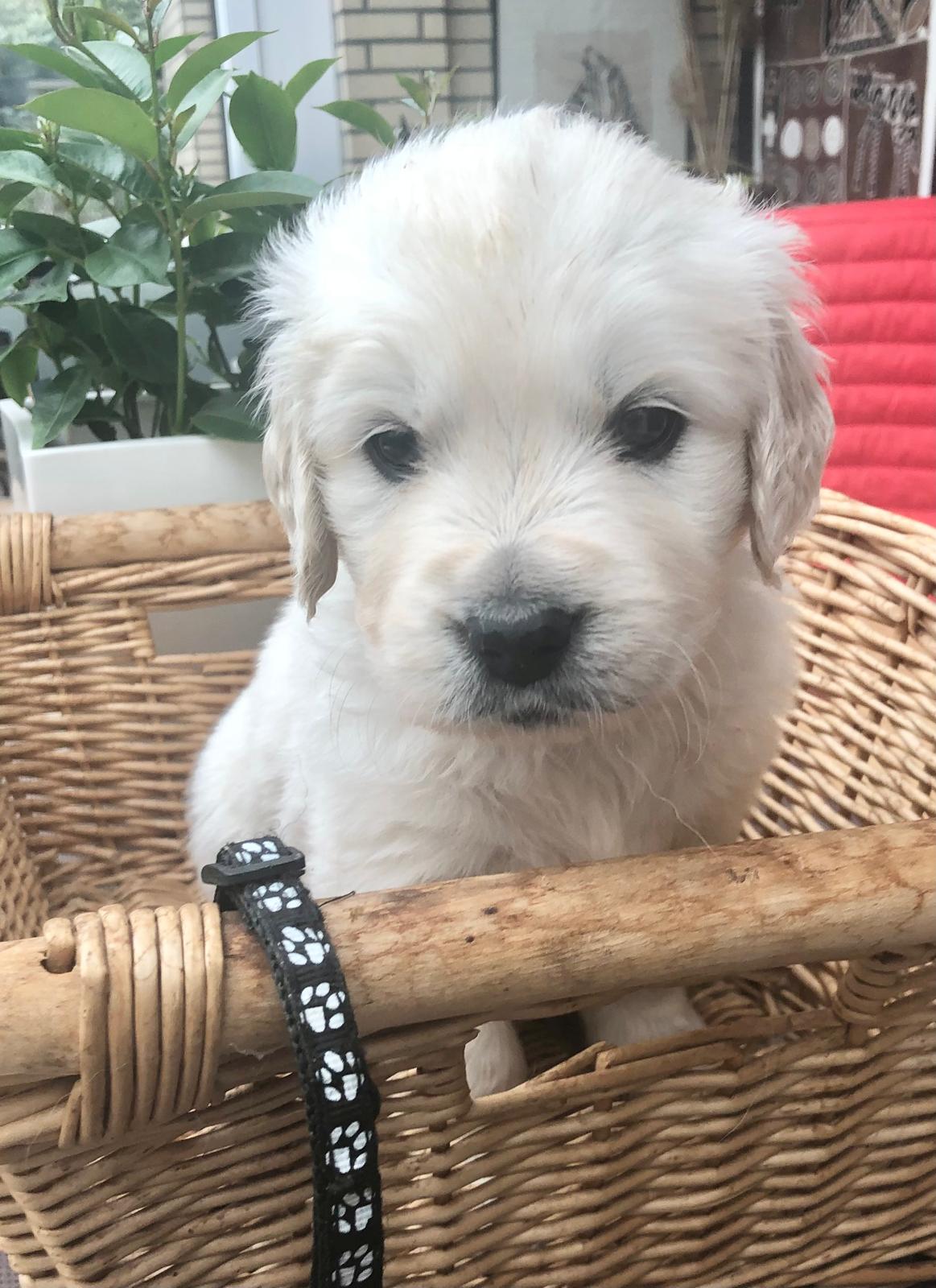 Golden-Retriever-Bremen