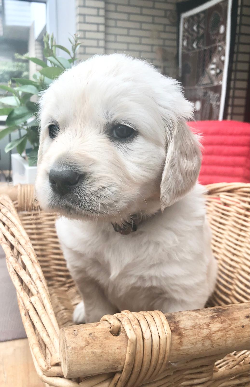 Golden-Retriever-Bremen