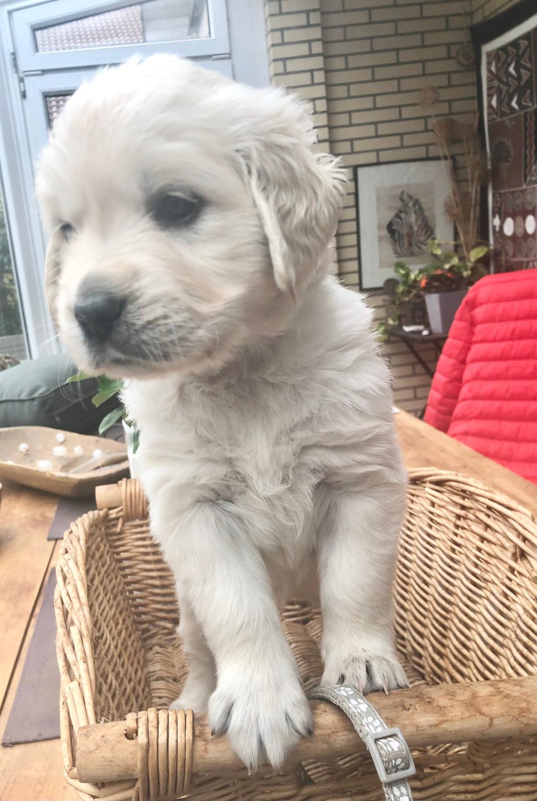 Golden-Retriever-Bremen