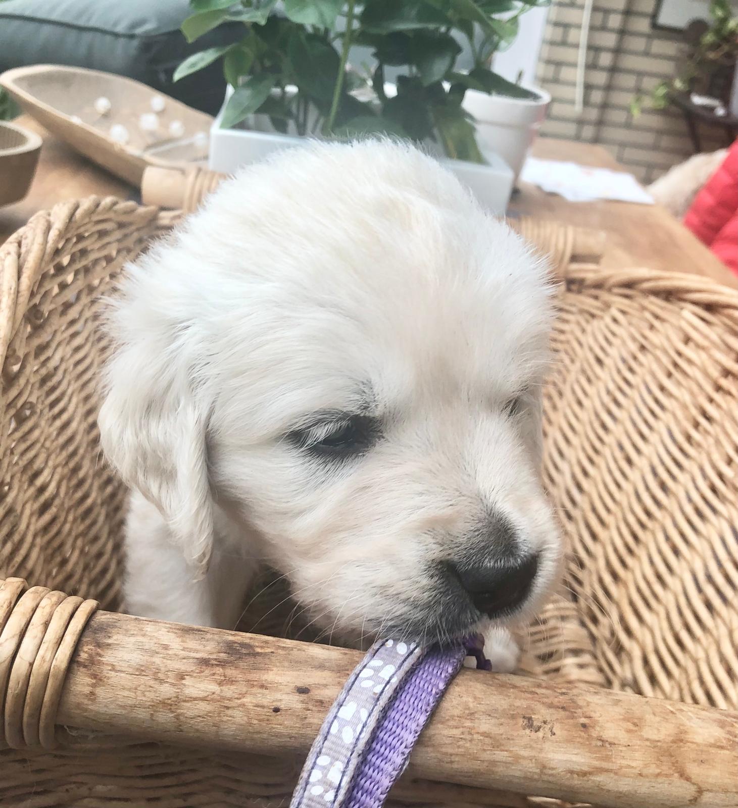 Golden-Retriever-Bremen