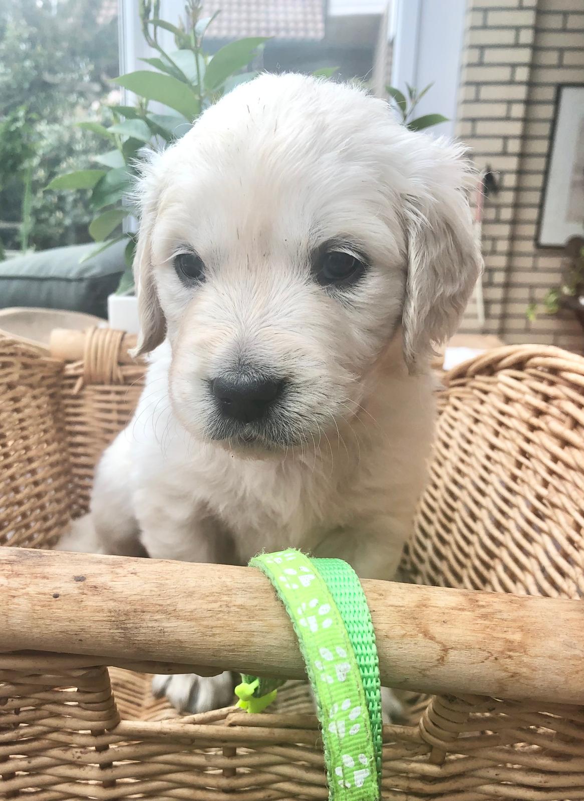 Golden-Retriever-Bremen