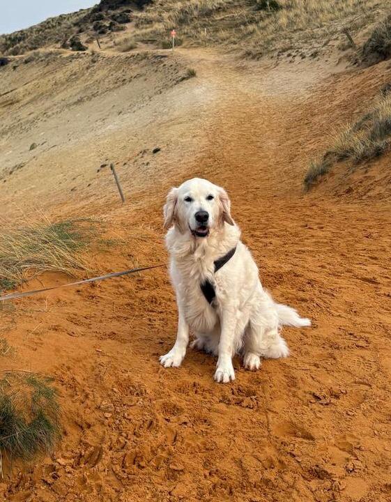 Golden-Retriever-Bremen