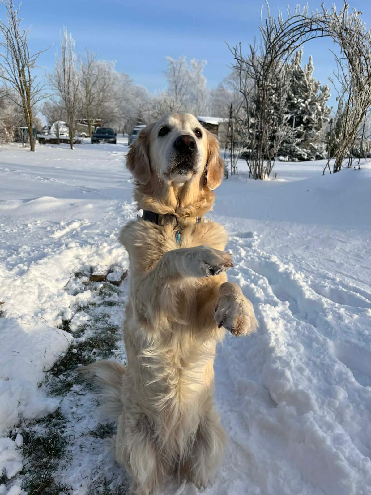 Golden-Retriever-Bremen