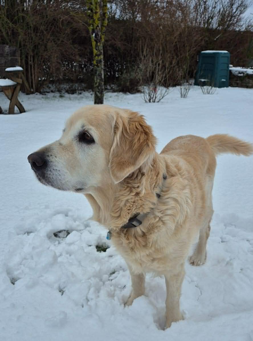 Golden-Retriever-Bremen