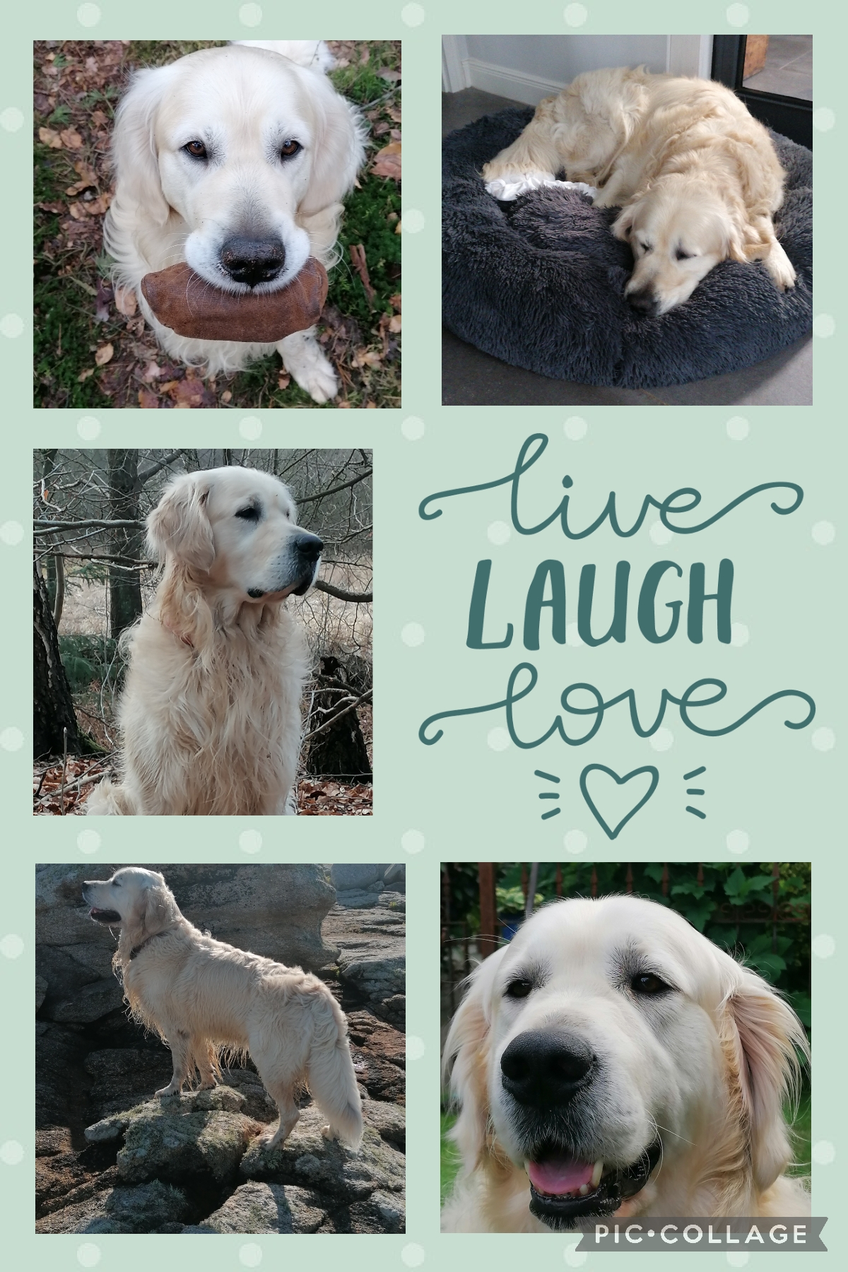 Golden-Retriever-Bremen