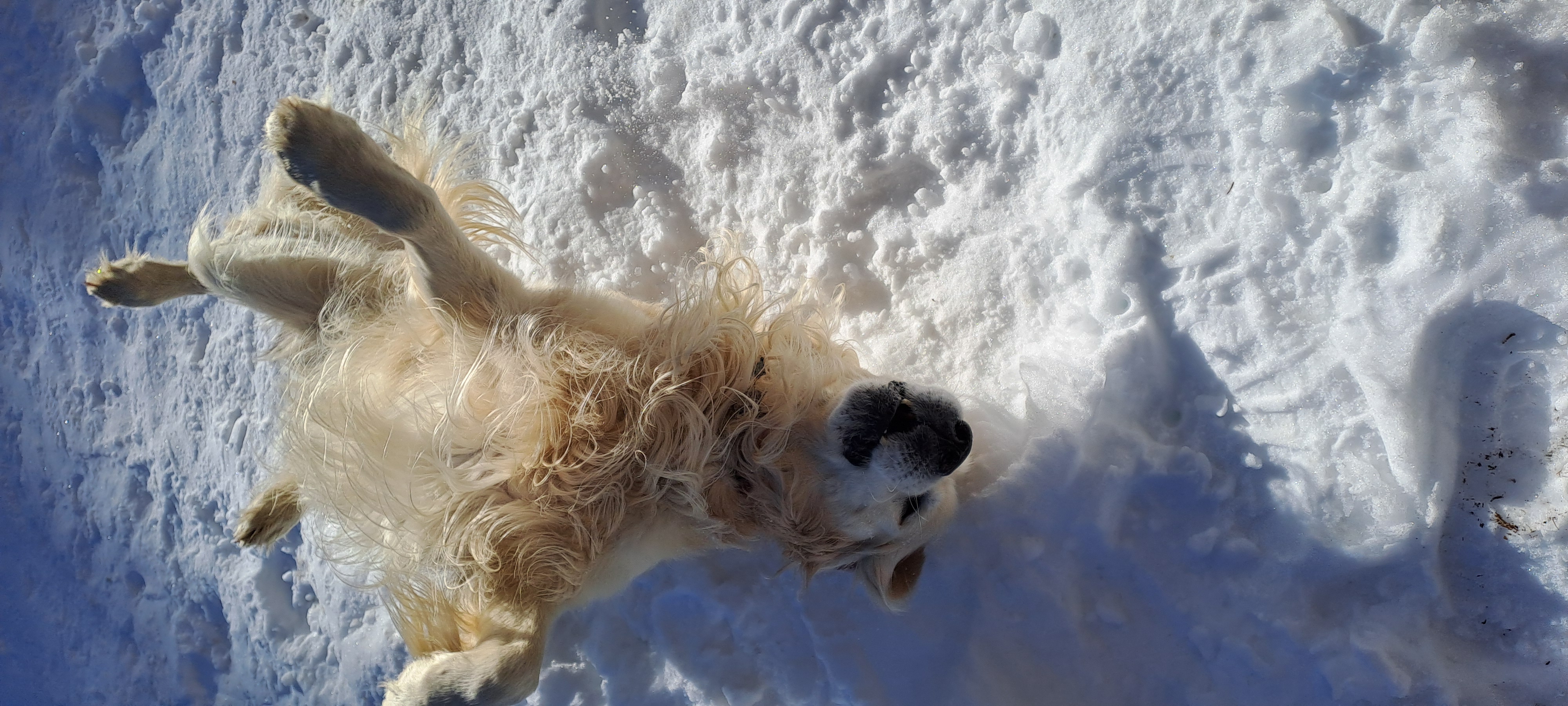 Golden-Retriever-Bremen