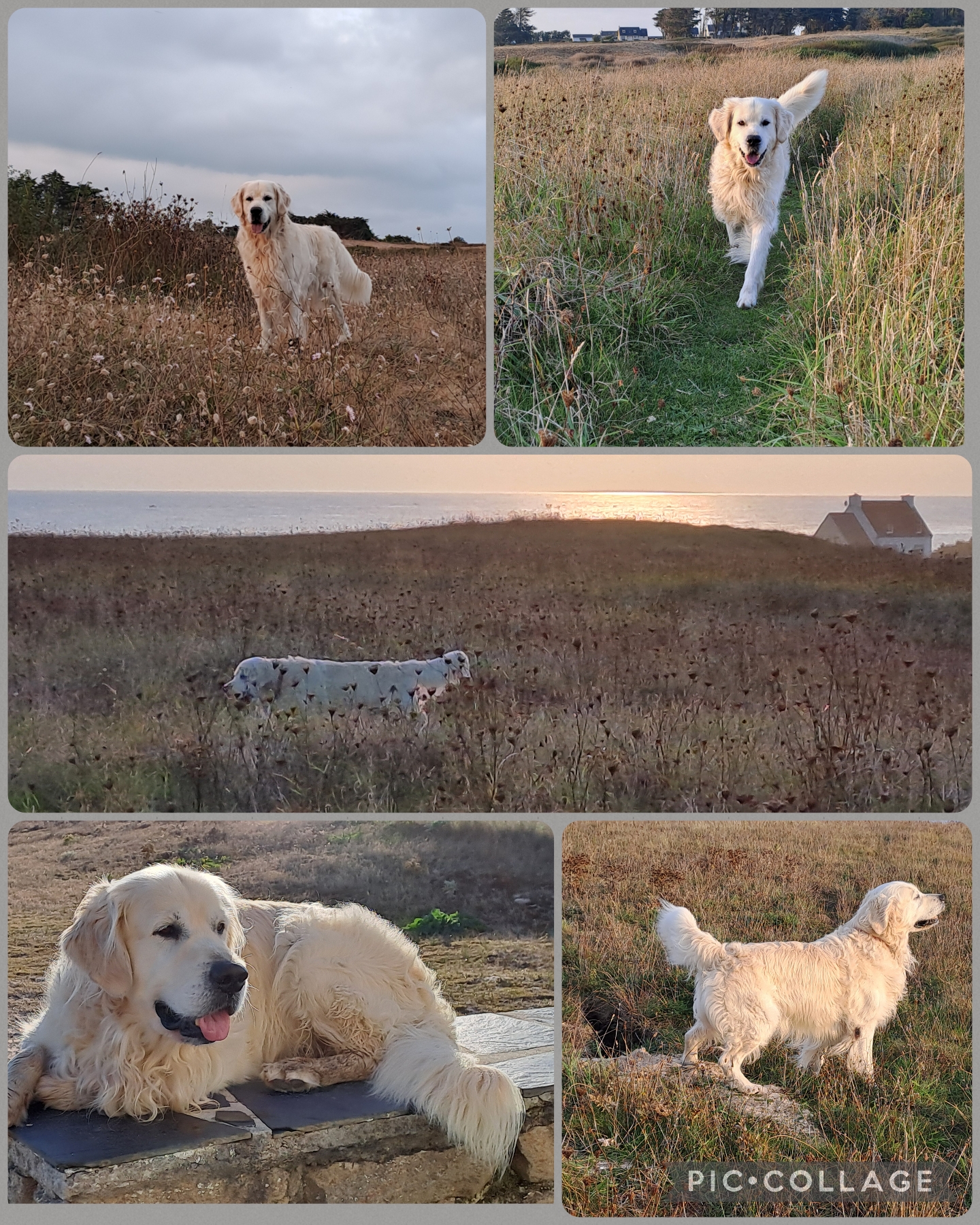 Golden-Retriever-Bremen