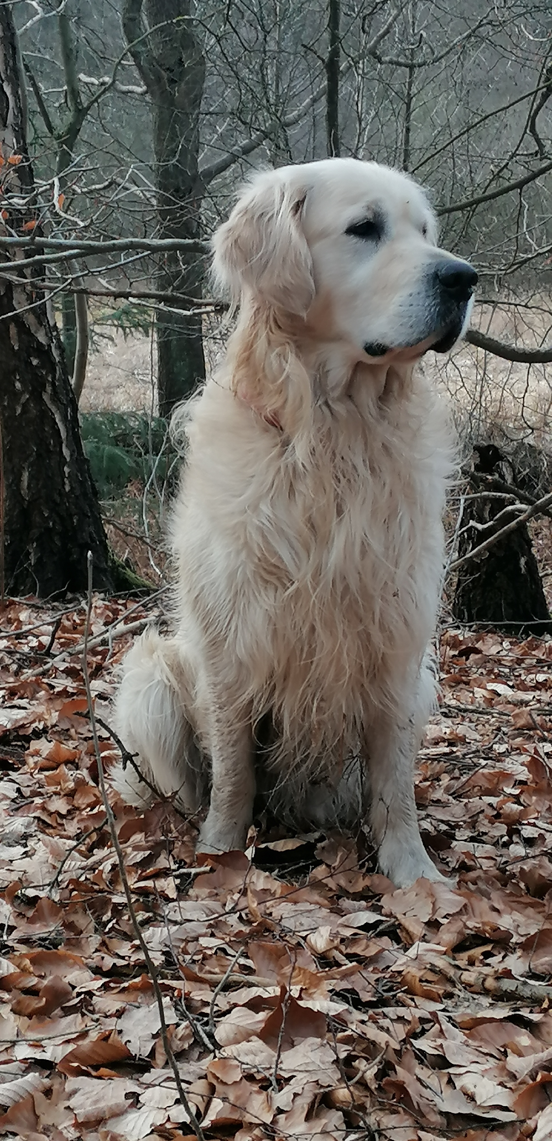 Golden-Retriever-Bremen