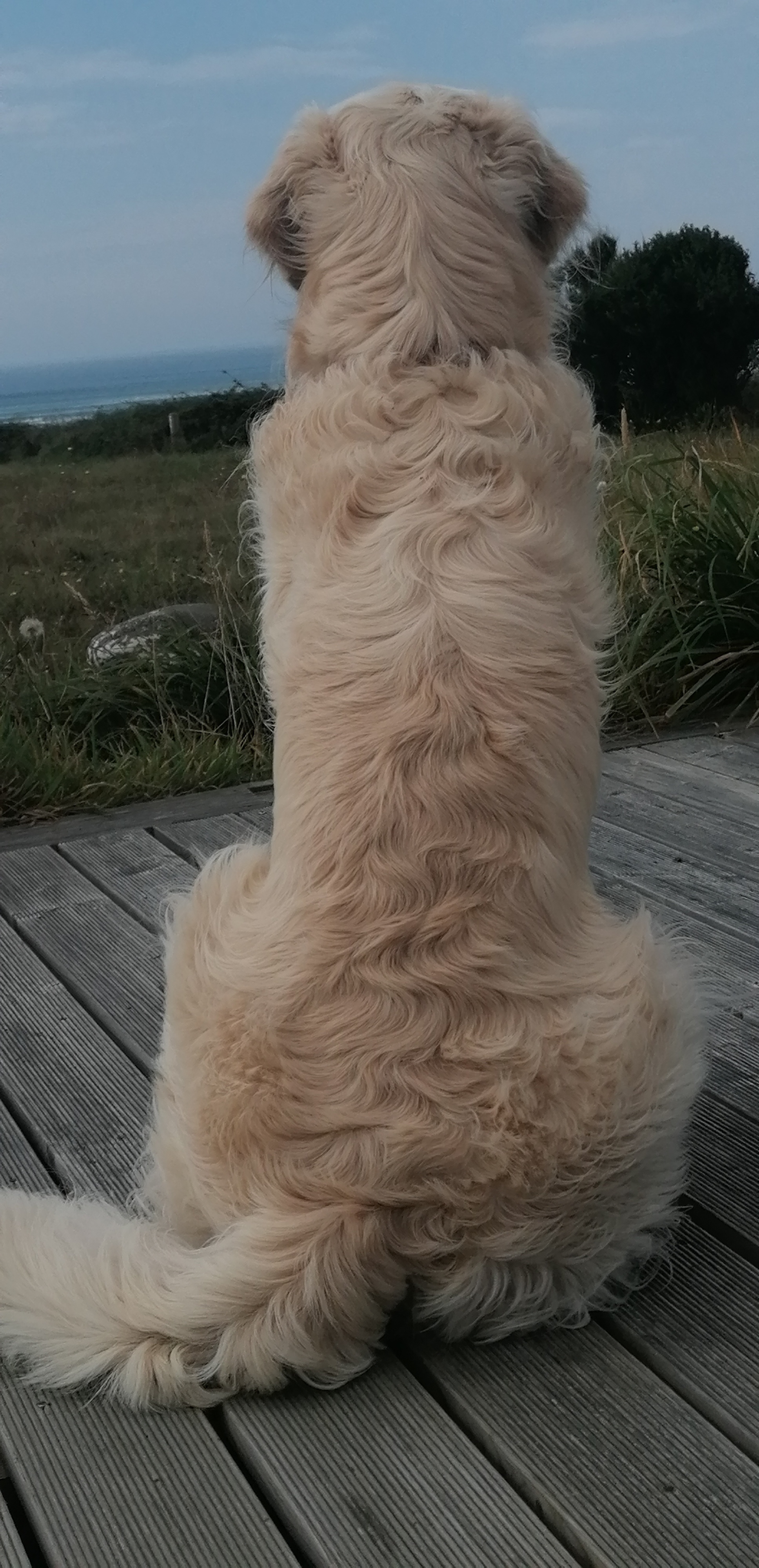 Golden-Retriever-Bremen
