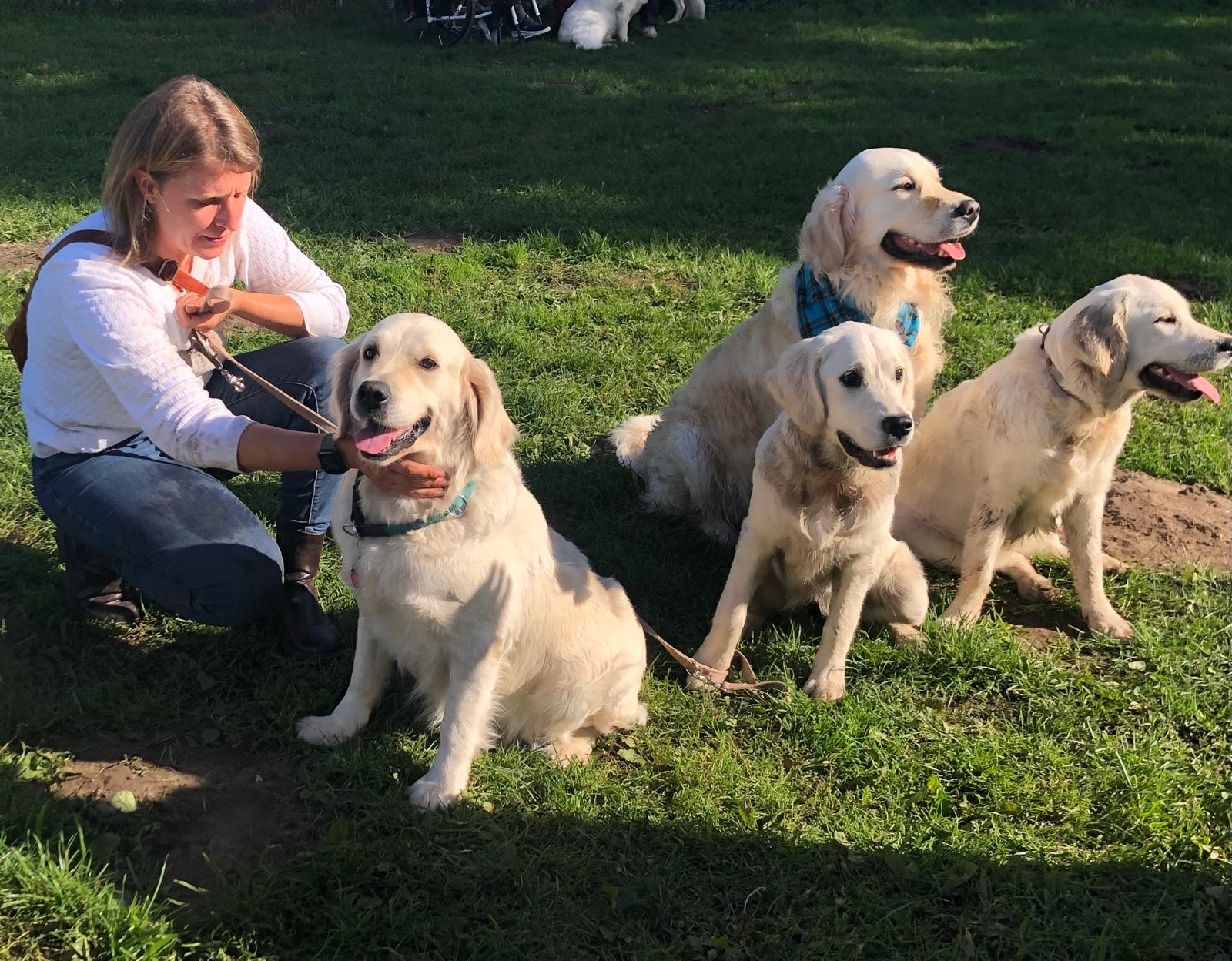 Golden-Retriever-Bremen