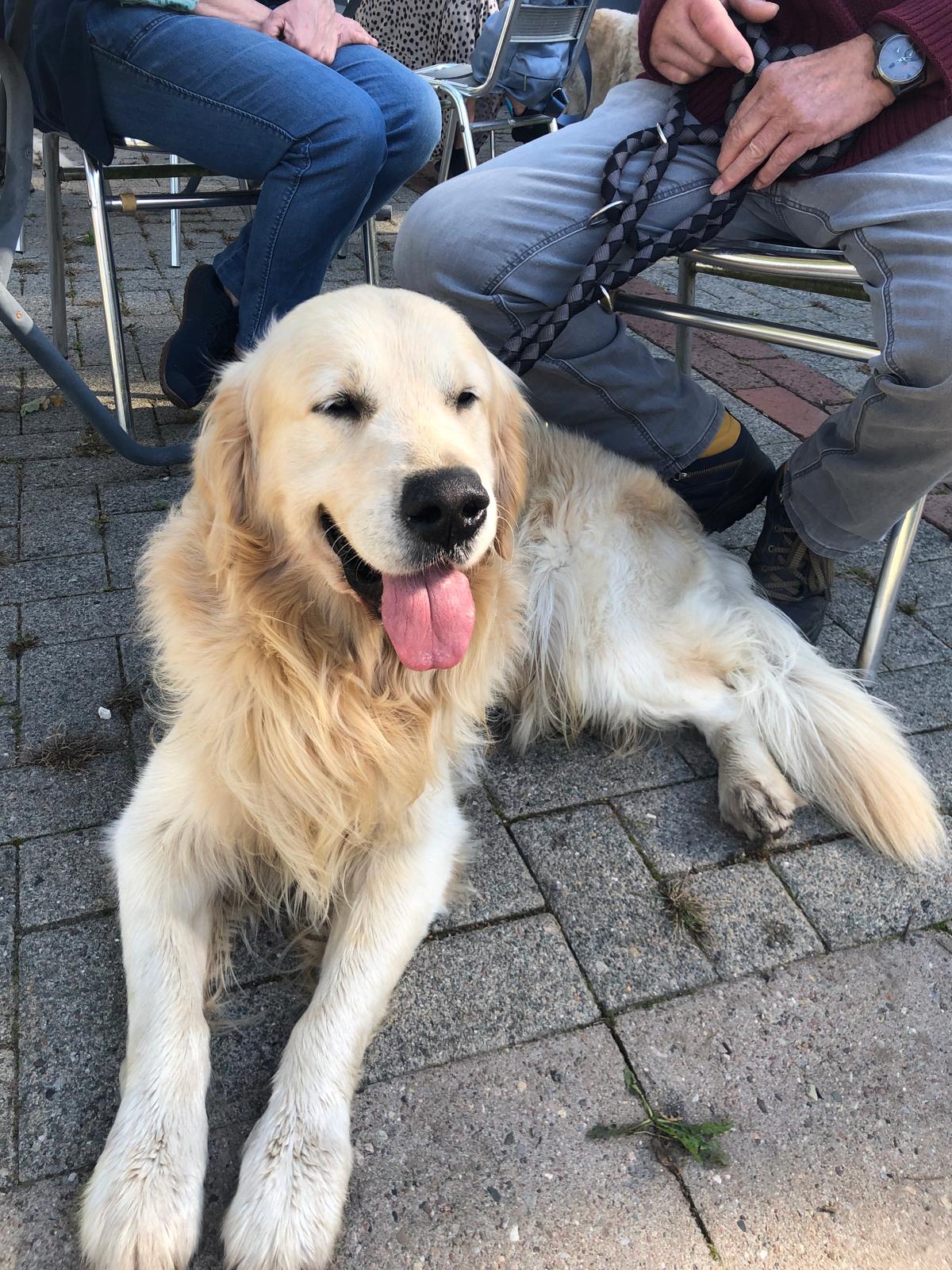 Golden-Retriever-Bremen