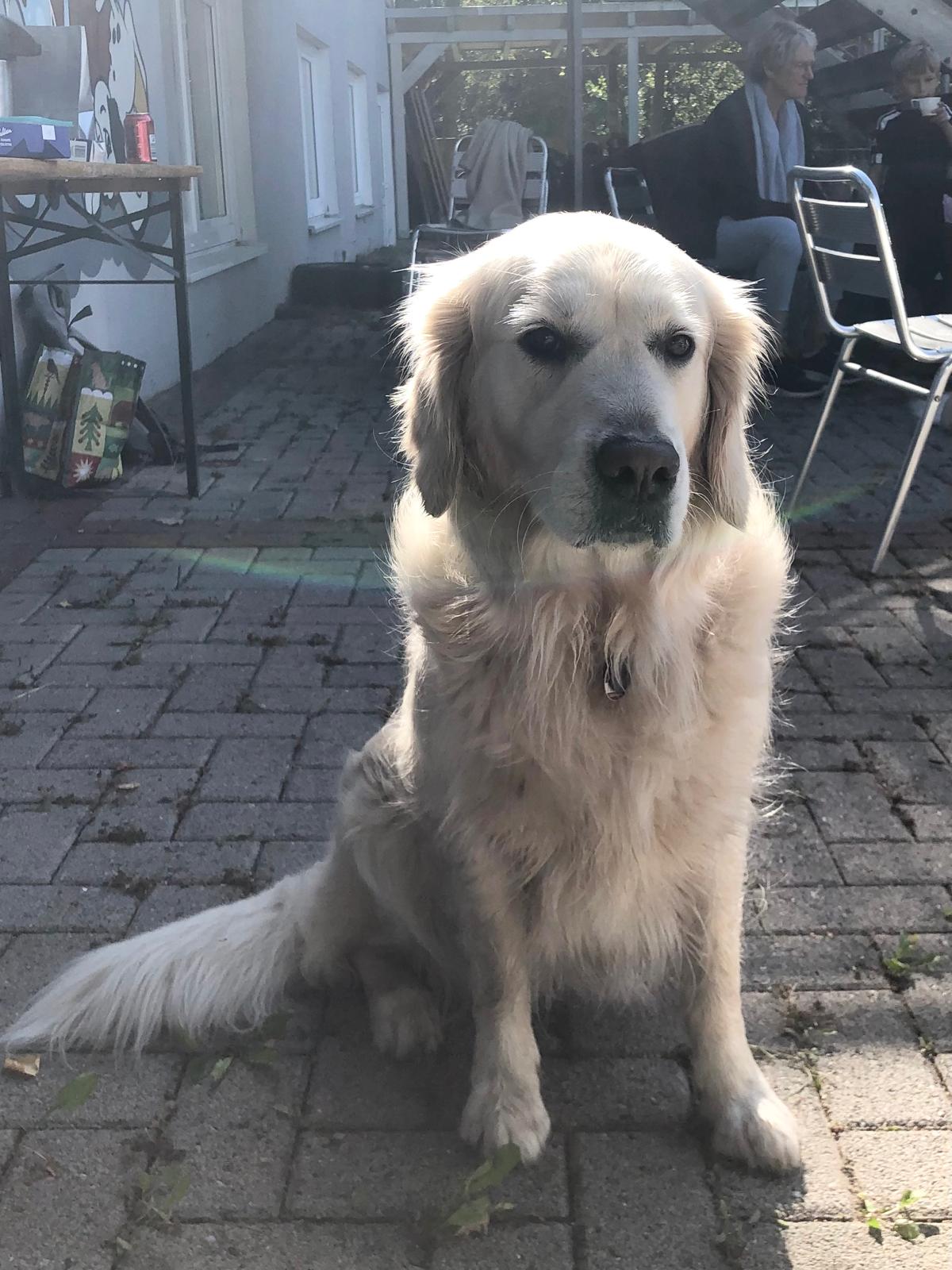 Golden-Retriever-Bremen