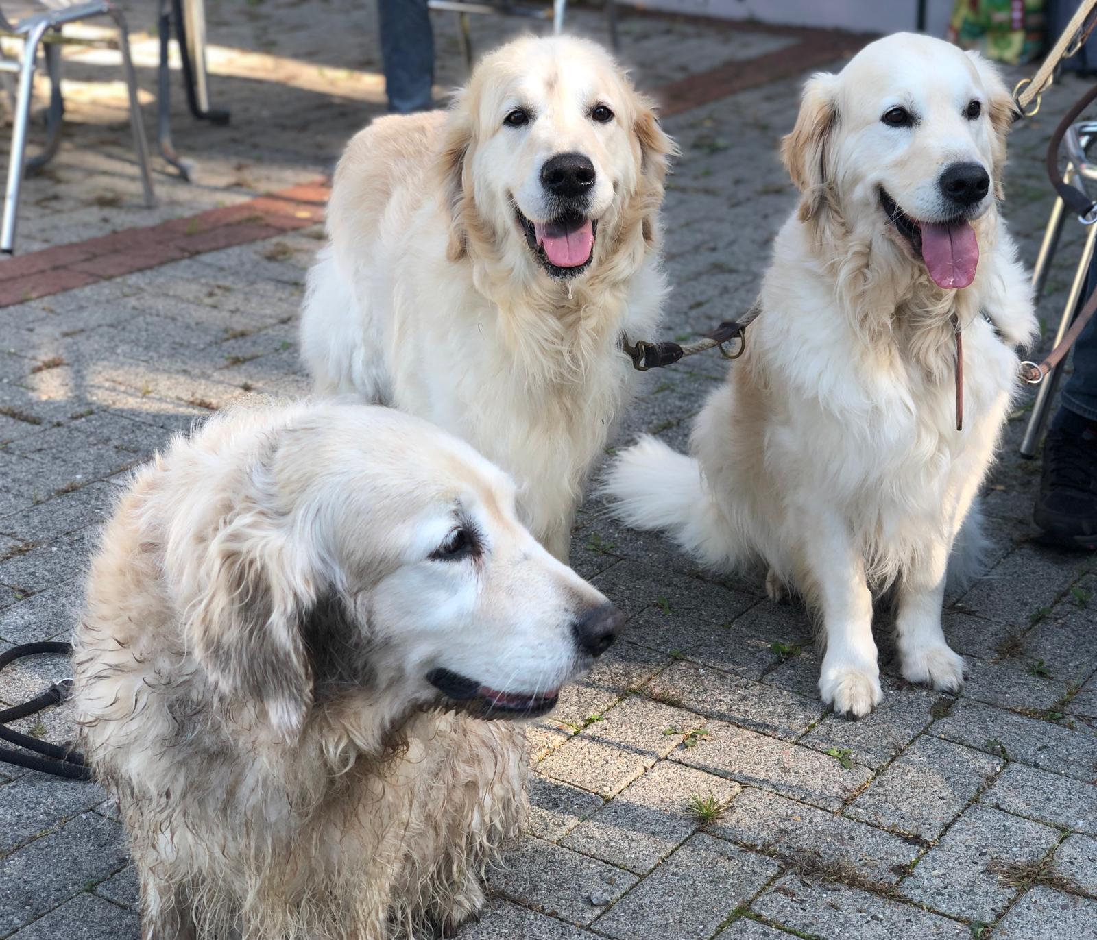 Golden-Retriever-Bremen