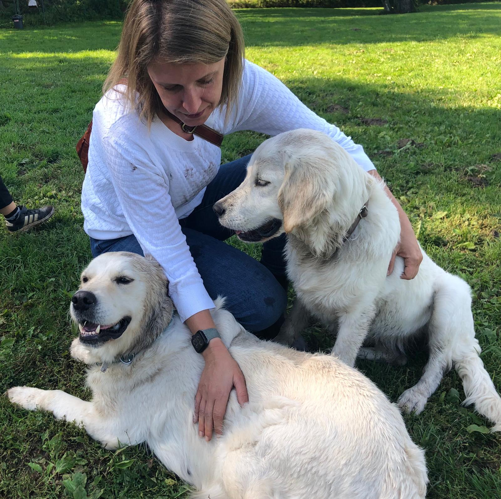 Golden-Retriever-Bremen