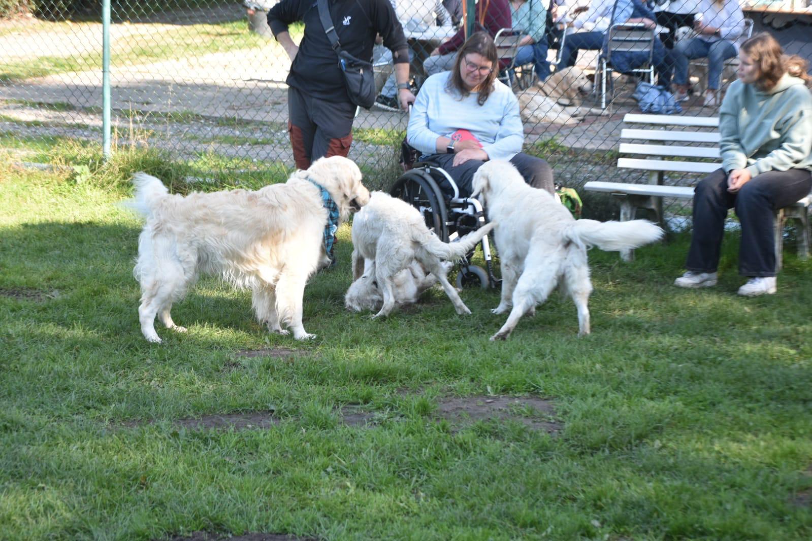 Golden-Retriever-Bremen