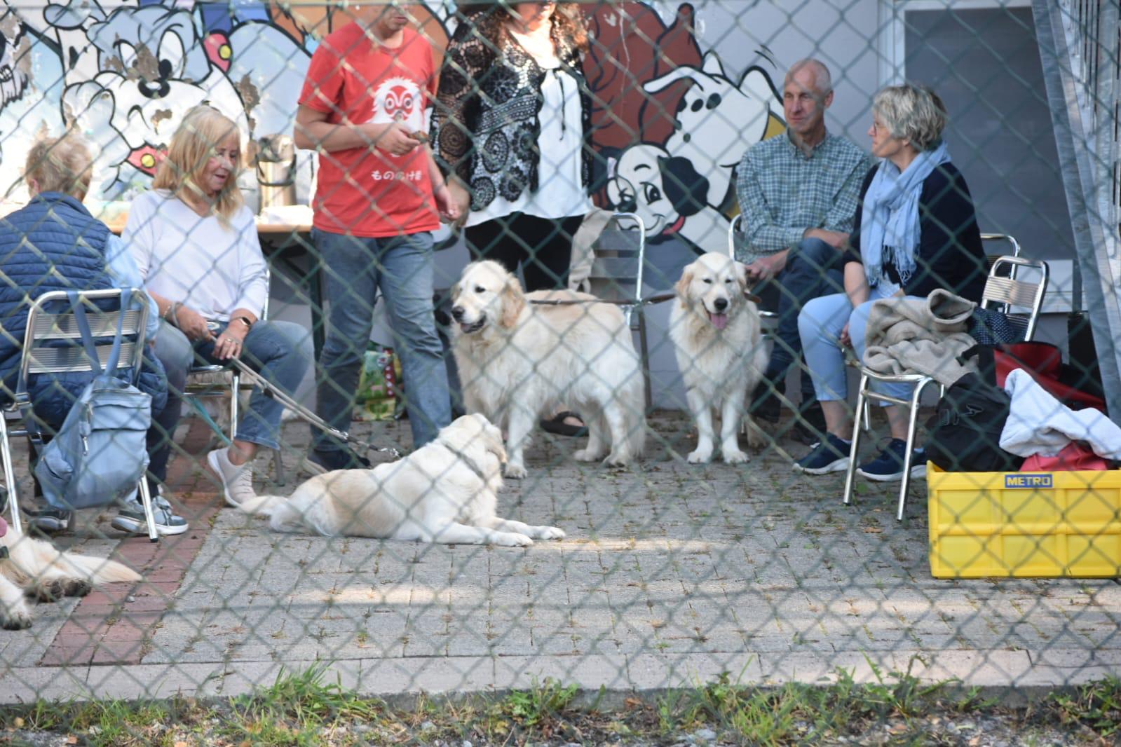 Golden-Retriever-Bremen