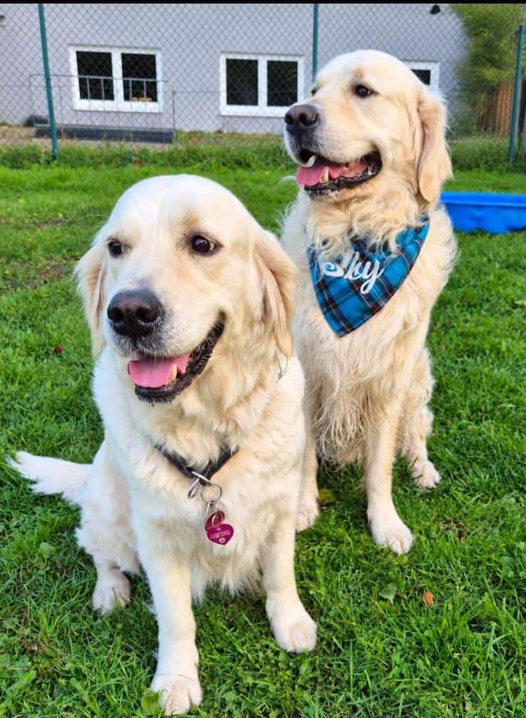 Golden-Retriever-Bremen