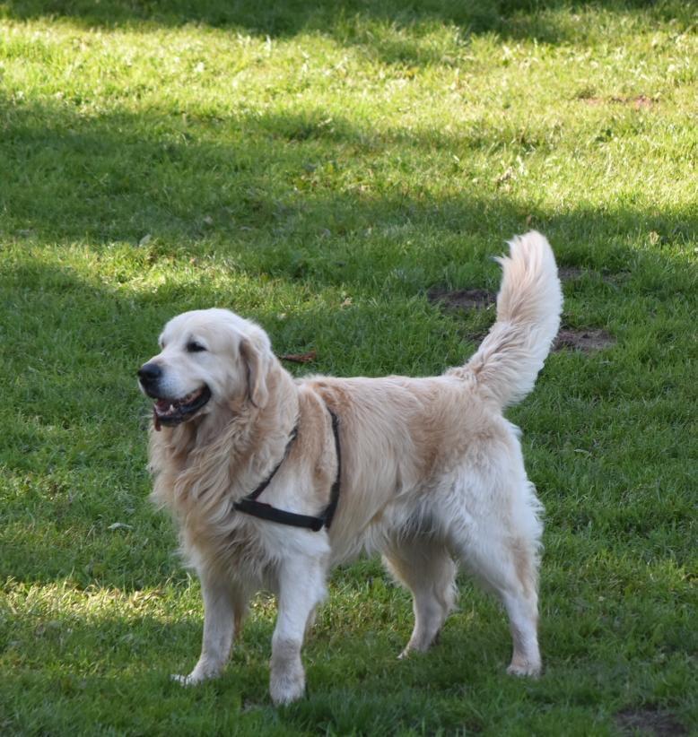Golden-Retriever-Bremen