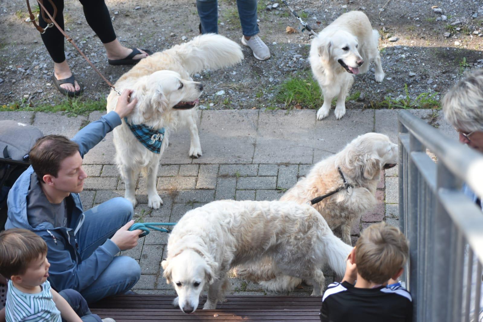 Golden-Retriever-Bremen