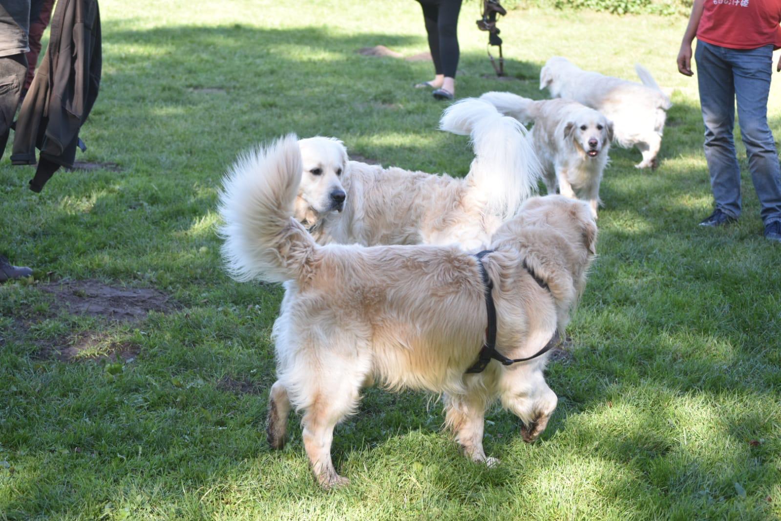 Golden-Retriever-Bremen